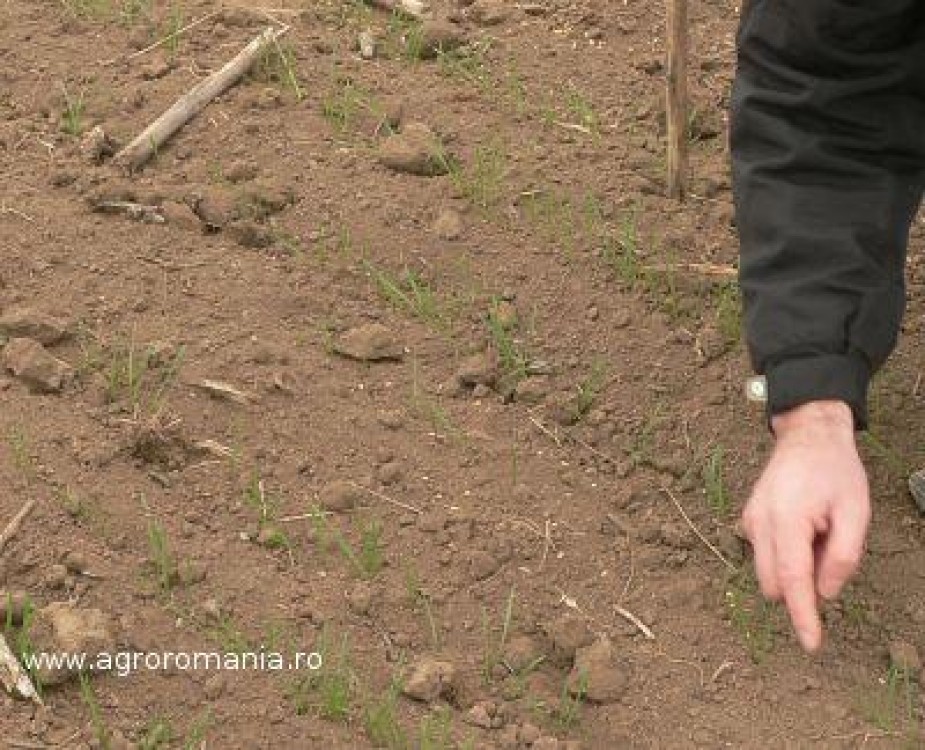 Efectuati tratamentul semintelor la grau si orz