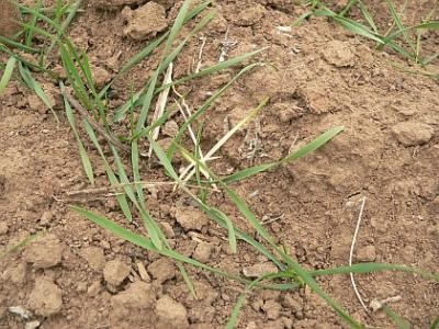 In estul tarii, cantitatea de precipitatii inregistrata in ultimele doua luni, de zece ori mai mica decat normal