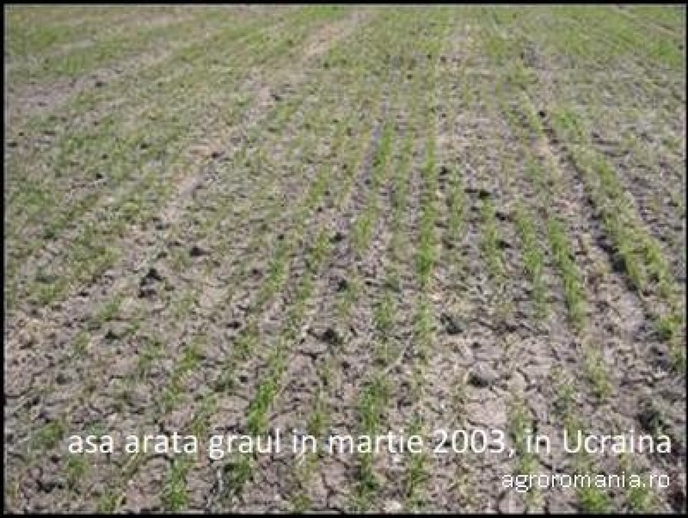Aduceti-va aminte: In Ucraina, in 2003, crusta de gheata a distrus recolta de cereale