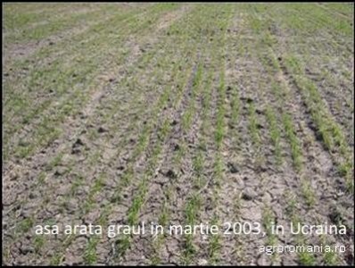 Aduceti-va aminte: In Ucraina, in 2003, crusta de gheata a distrus recolta de cereale