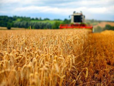 Uniunea Europeana e cel mai mare producator si consumator de grau din lume
