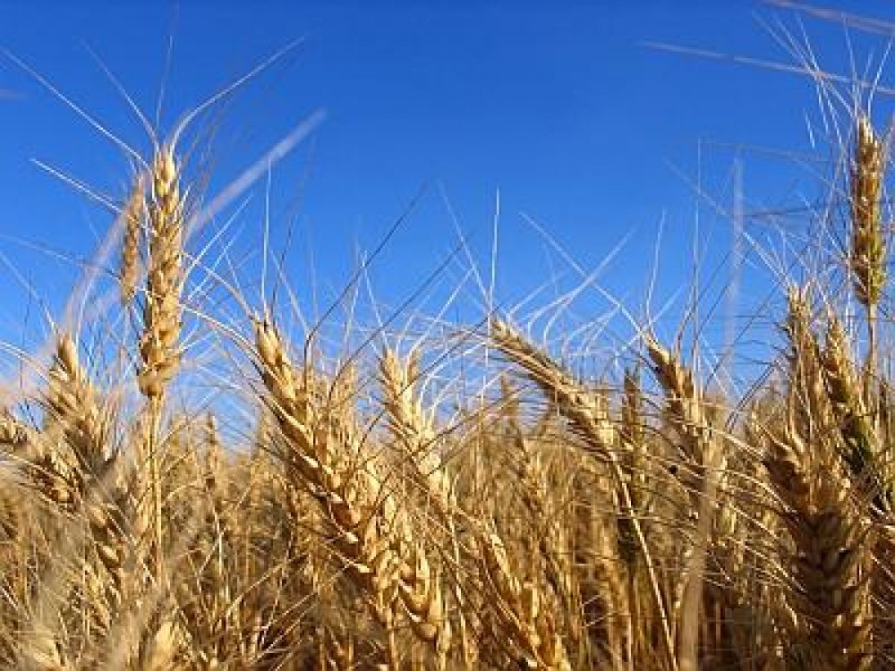 Subventia pe suprafata va ajunge la 200 euro/ha in 2018, cu un plafon de 300.000 de euro pentru fiecare ferma
