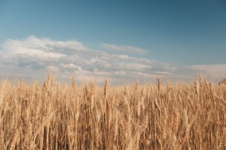 Exporturile de cereale ale UE au inregistrat scaderi