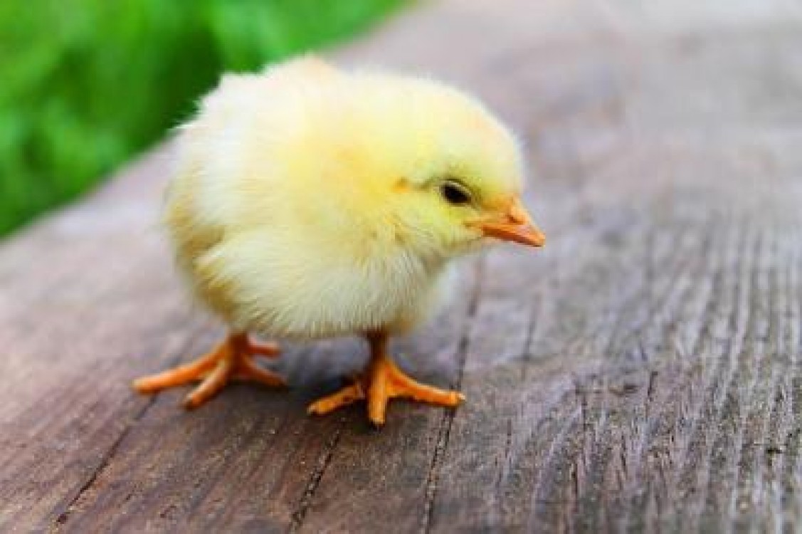 Gripa aviara in Germania. Peste 29.000 de pui, sacrificati
