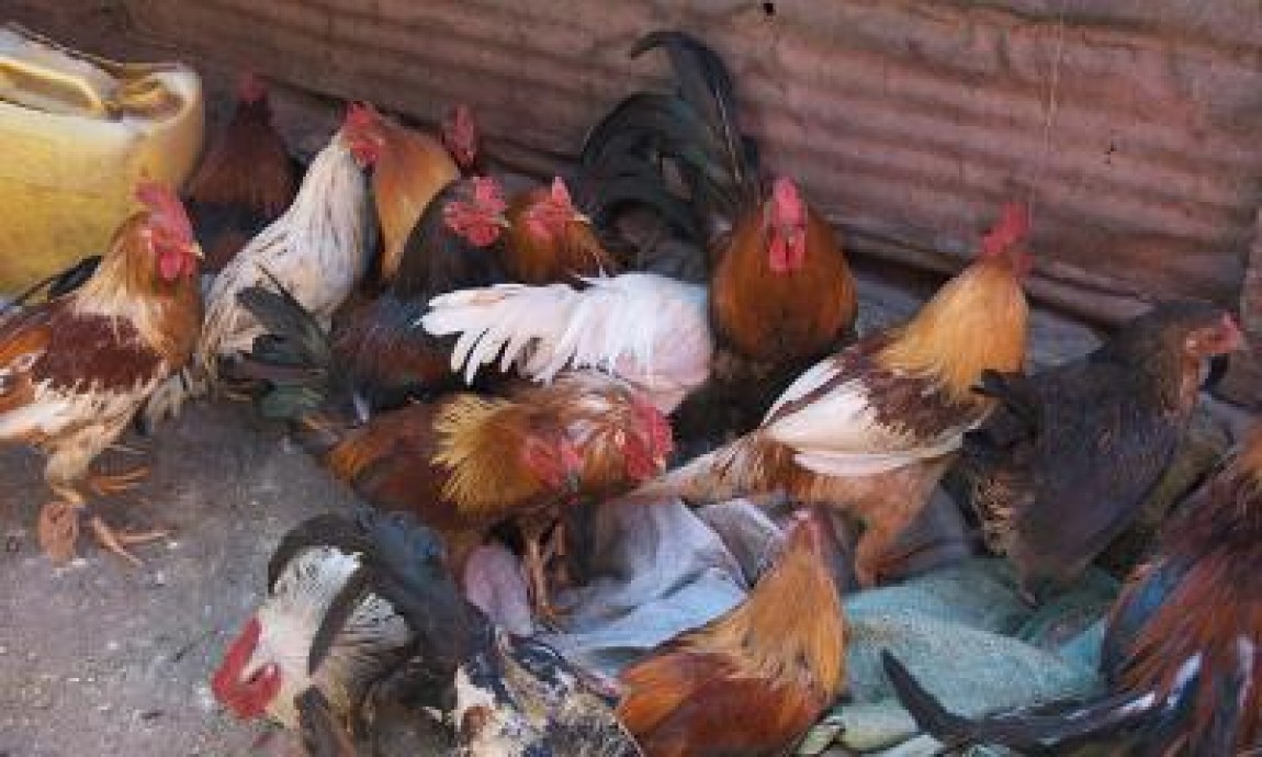 Gripa aviara a ajuns din nou in Romania