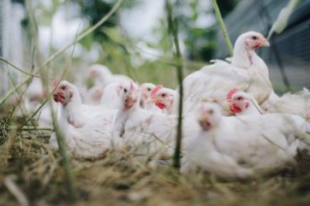 Ministerul Agriculturii porneste ancheta pentru a afla sursa gripei aviare