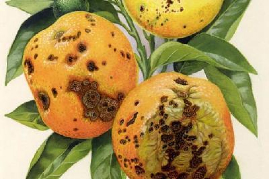 Copa-Cogeca care sistarea importurilor de citrice din Africa de Sud, ca urmare a depistarii unei boli patogene