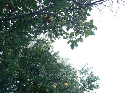 Gutuiul: soiuri de gutui cultivate in Romania