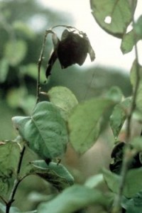 Cum se manifestă focul bacterian la pomi (Erwinia amylovora)