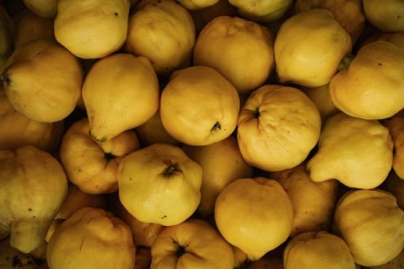 Gutuiul. Lucrari de ingrijire la gutui