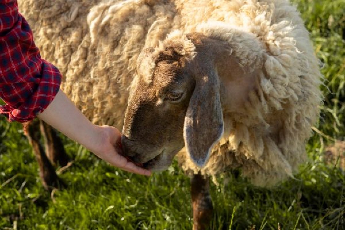 APIA vine cu vesti bune. Crescatorii de animale primesc platile promise