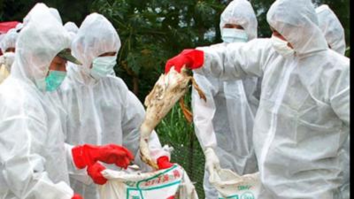 H5N8 bate la usa Romaniei. Masurile de supraveghere sanitar veterinara, intarite de ANSVSA