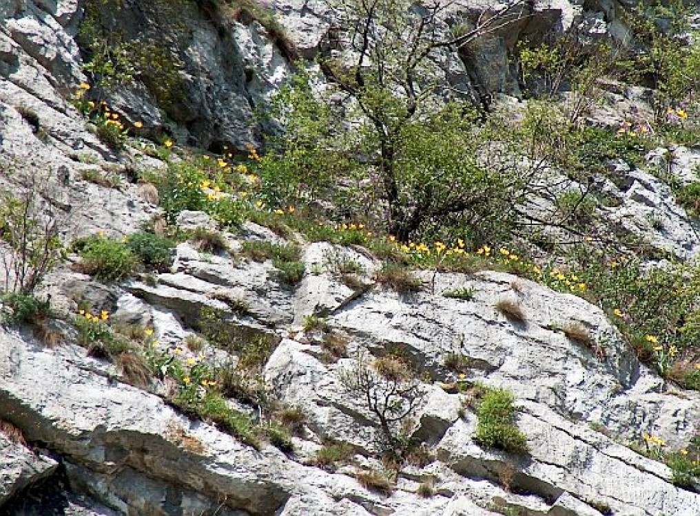 Gingaşă şi sălbatică: Tulipa hungarica, laleaua bănăţeană