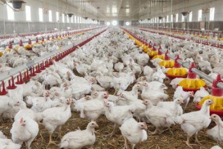 Avicola Crevedia exporta 60% si lanseaza un nou produs pe piata din Romania