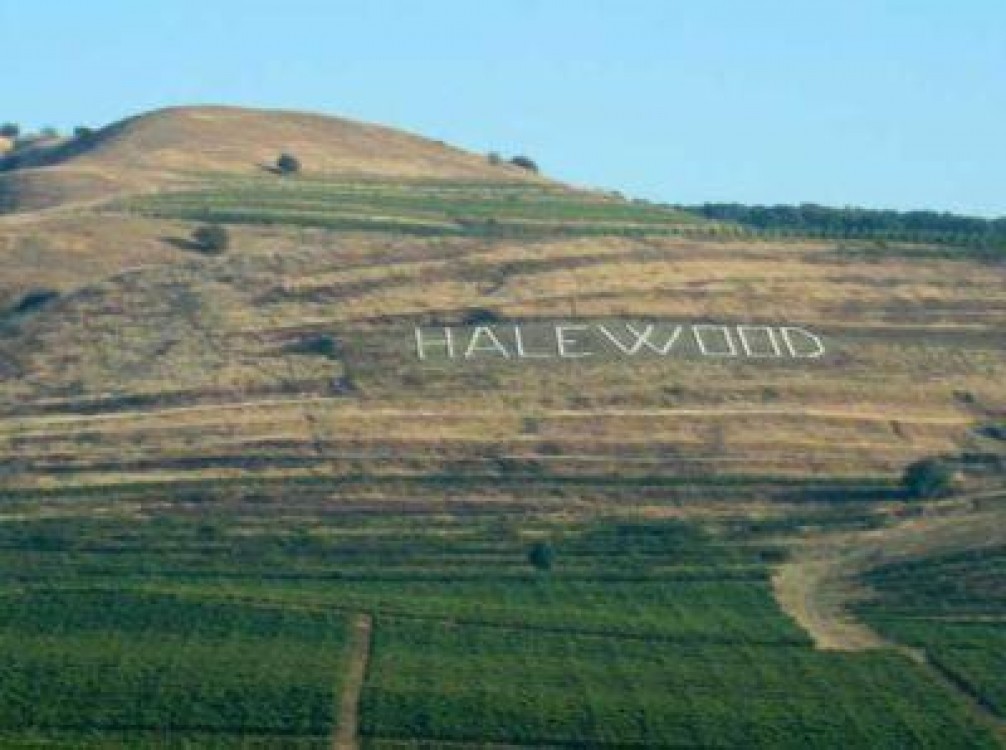 Vinurile romanesti castiga tot mai multe medalii la concursurile internationale