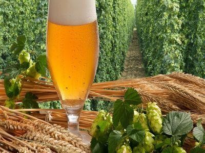 Producatorii de bere cer maximizarea subventiei la hamei si facilitati legislative pentru cultivatori ide orz
