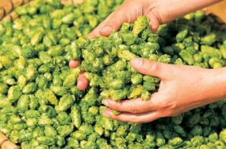 Subventii mai mari pentru cultivatorii de hamei