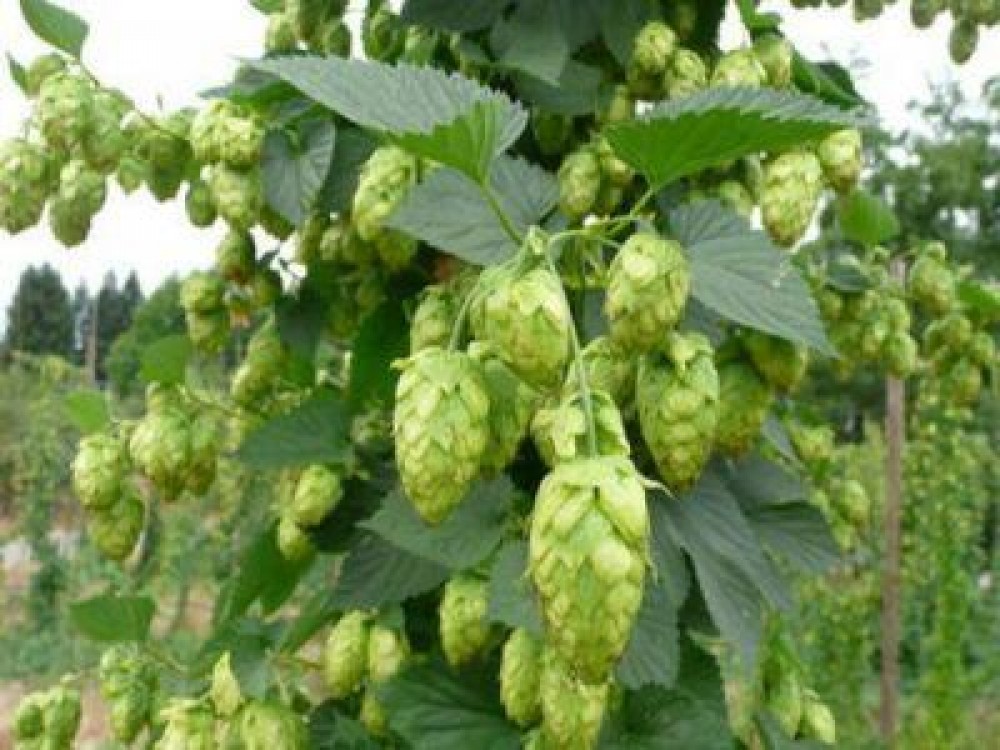 Primii pasi in infiintarea unei culturi de hamei