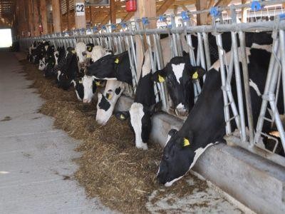 Efectele nocive ale excesului  de proteine in hrana animalelor