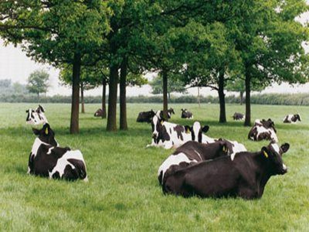 Asociatia Crescatorilor de Vaci Holstein are un nou presedinte