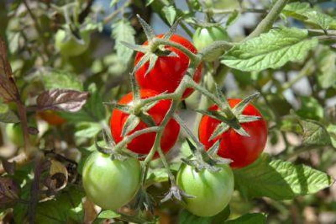 Cresterea tomatelor in functie de factorii climatici