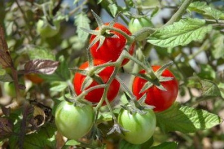 Cresterea tomatelor in functie de factorii climatici