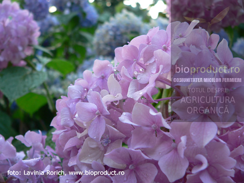 hortensia-inflorire-spectaculoasa-in-lunile-de-vara-cum-se-ingrijeste-hortensia