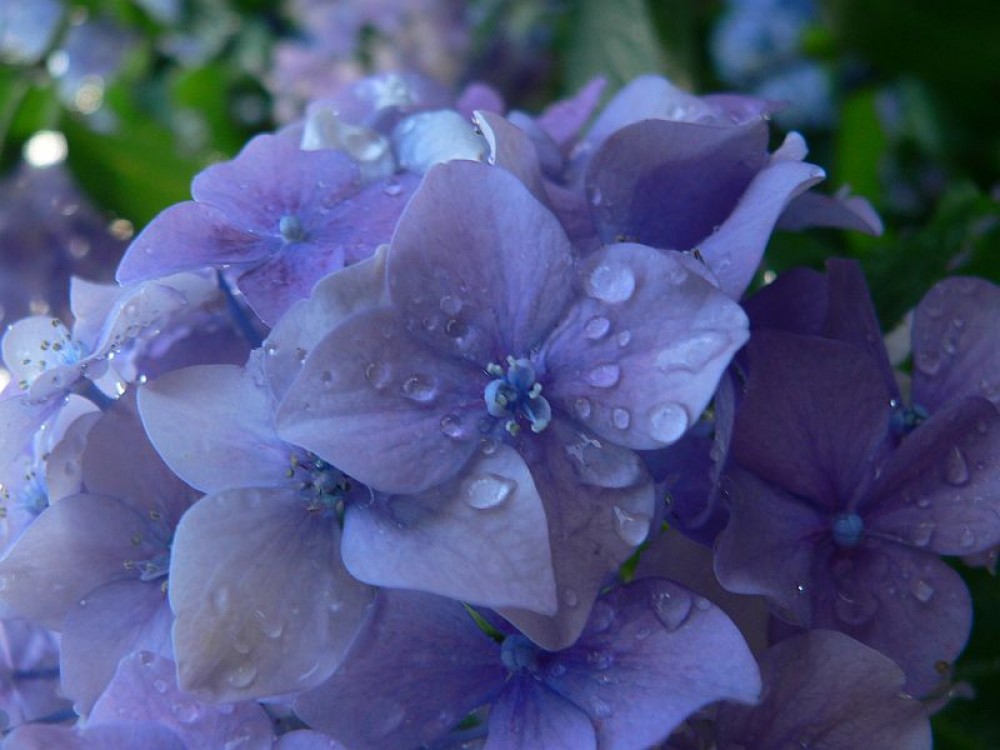 Hortensia, culori de vara in gradina