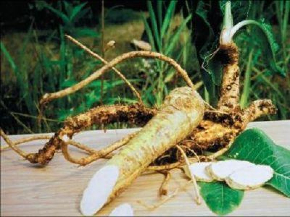 Hreanul, medicament natural de pe vremea dacilor