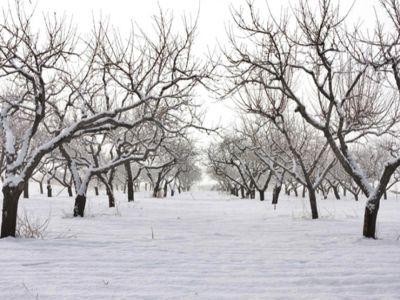 Solutii pentru protejarea pomilor din livada impotriva rozatoarelor, in sezonul rece