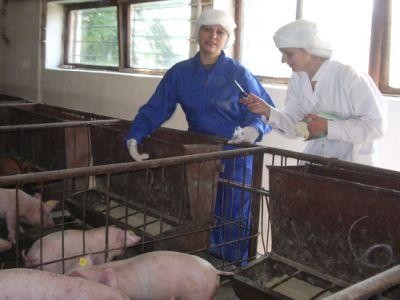 Oua imbogatite cu Omega 3 si carne de porc cu mai putin colesterol, proiecte drulate la IBNA Balotesti