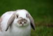 Cresterea iepurilor - hrana iepurilor de casa, ce mananca iepurii, furaje verzi, uscate si concentrate pentru iepuri