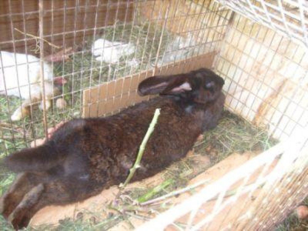 Ferma traditionala de iepuri, pariul castigator pentru un zootehnist clujean