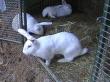 Cresterea iepurilor - hrana iepurilor de casa, ce mananca iepurii, furaje verzi, uscate si concentrate pentru iepuri
