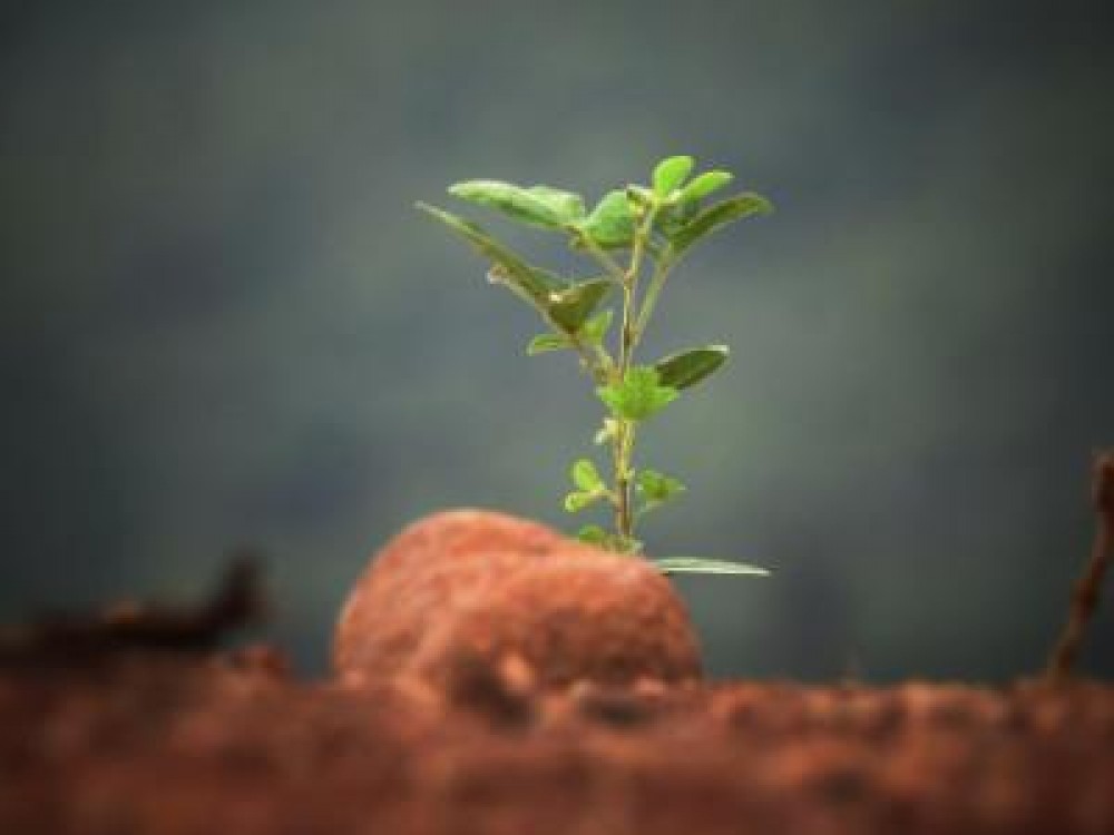 5 tehnici de plantare cu rezultate sigure pentru incepatori