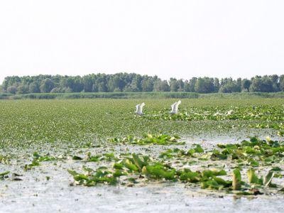 Investitie araba majora in Insula Mare a Brailei