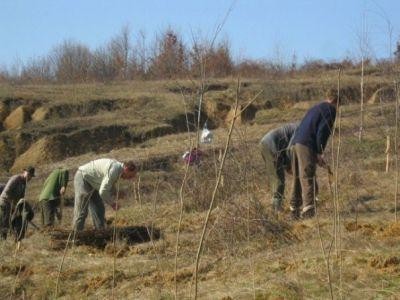 Fermierii pot depune din aceasta saptamana cererile de finantare pentru prima impadurire