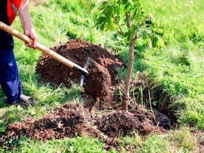 Vineri - ultima zi pentru depunerea cererilor aferente sprijinului pentru prima impadurire