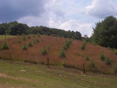 Campanie de impadurire in judetul Satu Mare