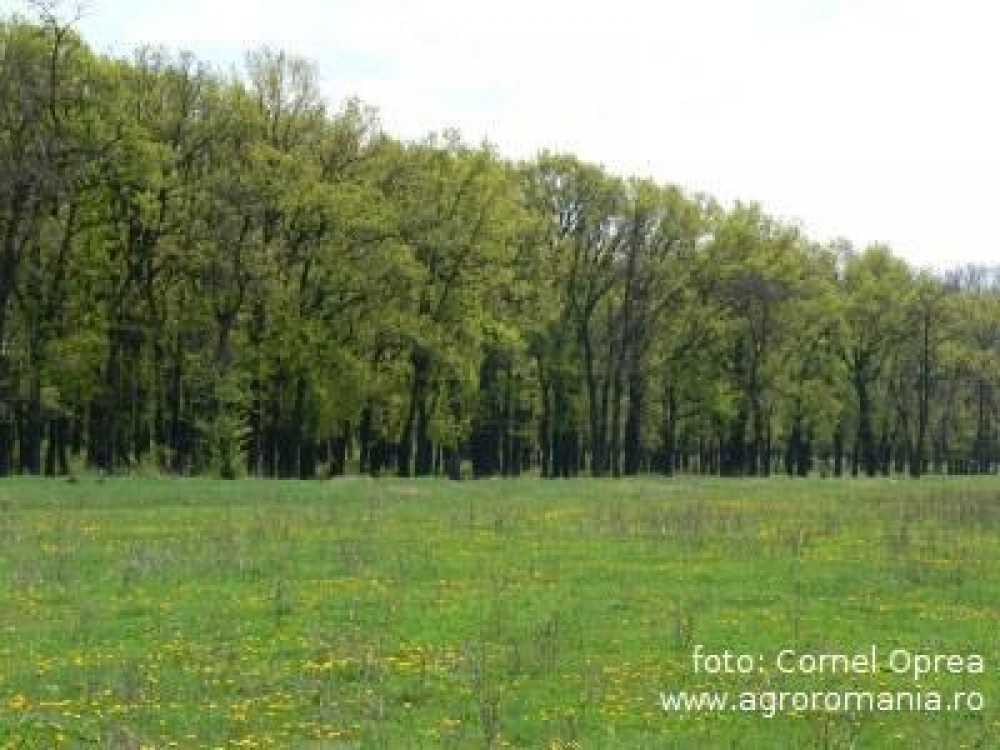 Primele perdele forestiere vor fi infiintate anul acesta