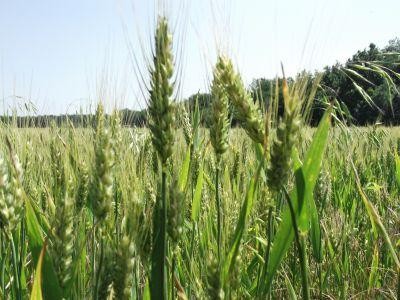 Ultima zi pentru depunerea declaratiei privind veniturile obtinute din agricultura