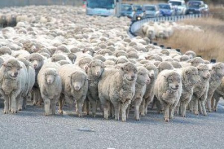 Crescatorii de animale intra in greva fiscala - ei spun ca legile se bat in cap