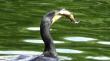 SOR: deputatii, aviz pentru impuscarea cormoranilor
