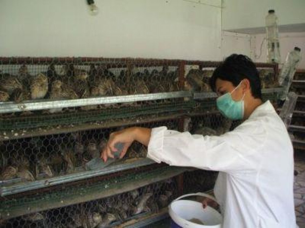 Incubatoarele de prepelite - o afacere tot mai raspandita printre fermieri