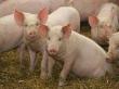 Programul „Carne de porc in feremele romanesti” a beneficiat de 86 de milioane de euro in 2017
