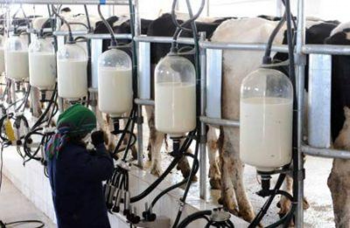 Statistici: Industria laptelui in luna ianuarie 2013