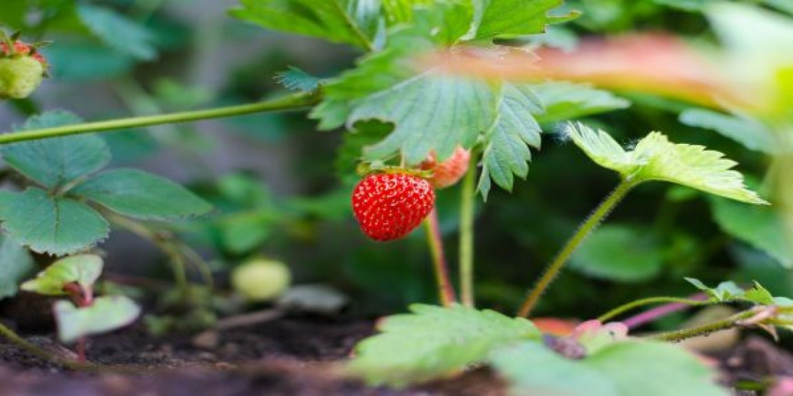 Infiintarea plantatiei de capsun