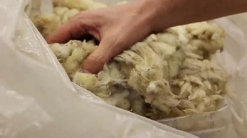 Inedit. Doi tineri au reusit sa faca ingrasamant din lana de oaie