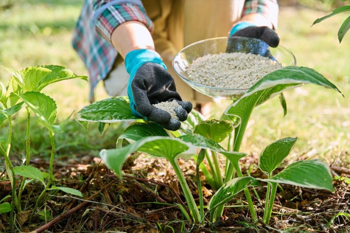 Cum alegi ingrasamintele potrivite pentru plante sanatoase si recolte bogate
