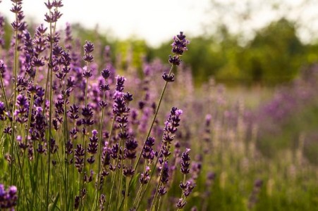 Inmultirea culturii de lavanda
